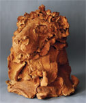 Lion head